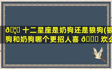 🦈 十二星座是奶狗还是狼狗(狼狗和奶狗哪个更招人喜 🐒 欢么)